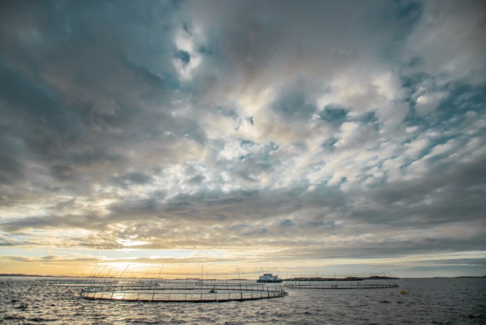 Selskapet har sine røtter fra en liten grend ytterst på Frøya, og har over år vokst til å bli en betydelig aktør i oppdrettsnæringen i Midt Norge og på Island. Foto: Maverix