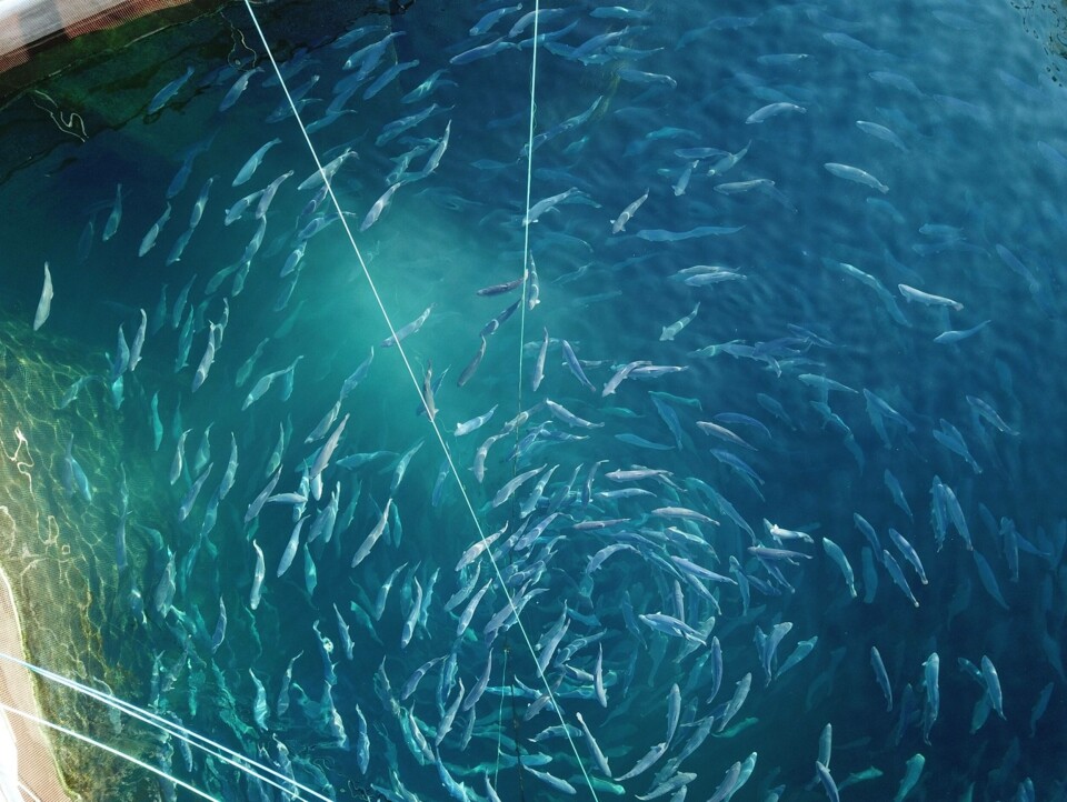 Osland Havbruk tek over Stamfisk Ilsvåg-stammen av regnbogeaure frå Ilsvåg Holding AS.