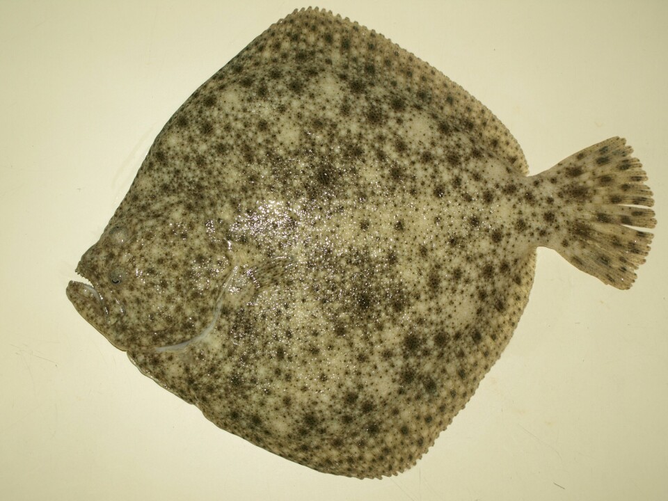Piggvar er slakteklar etter ca 2-2,5 år . Foto: Stolt Sea Farm Turbot Norway AS.