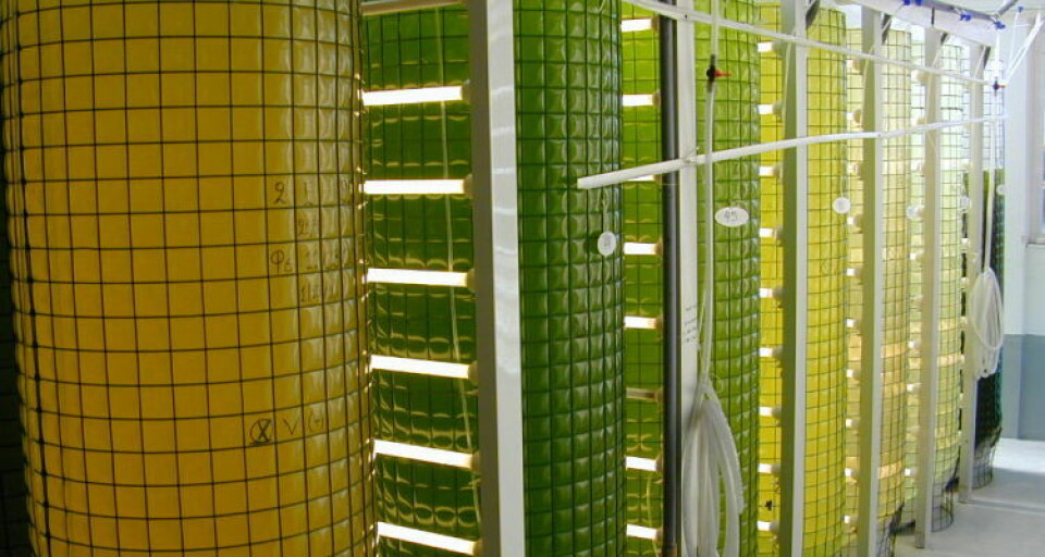 Basert på oppblomstringsdata og observasjoner i næringen menes det at oxylipiner fra omega-3 virker avskrekkende på lusa. Nå skal dette testes. Illustrasjonsfoto: Terravia. Basert på oppblomstringsdata og observasjoner i næringen menes det at oxylipiner fra omega-3 virker avskrekkende på lusa. Nå skal dette testes. Illustrasjonsfoto: Terravia.