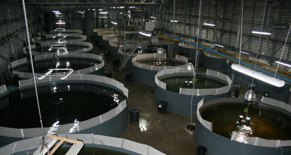 Ferksvannsanlegg i Chile. Foto: Salmon Expert.