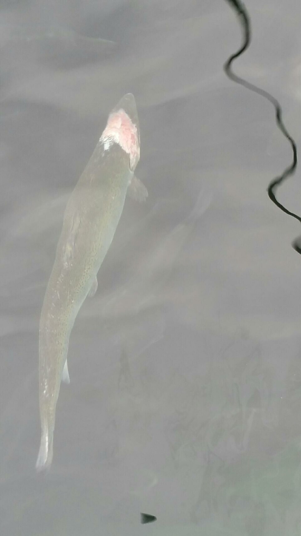 Svimer med beiteskader på fisk fra lokalitet Langskjæra. Foto: Mattilsynet.