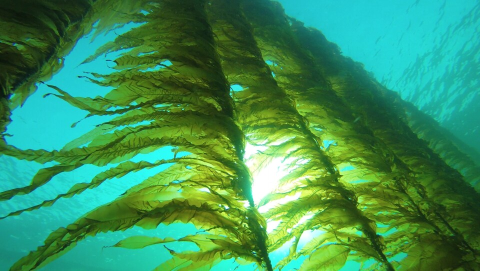 Fremtidens råstoff. Illustrasjonsfoto: Seaweed Energy Solutions. Fremtidens råstoff. Illustrasjonsfoto: Seaweed Energy Solutions.