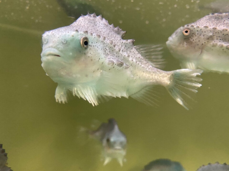 Fig. 1: A) Rognkjeks med karakteristiske hvite flekker på finner. Dette er ofte observert tidlig i sykdomsutviklingen hos rognkjeks med pasteurellose. Foto: Nina Sandlund / HI