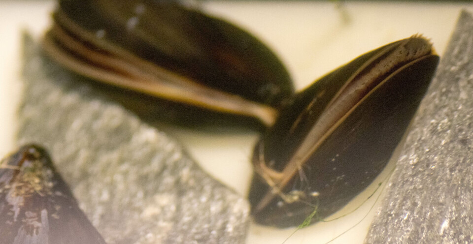 Blåskjell spiser luselarver i kar. Foto: NTNU Ålesund.