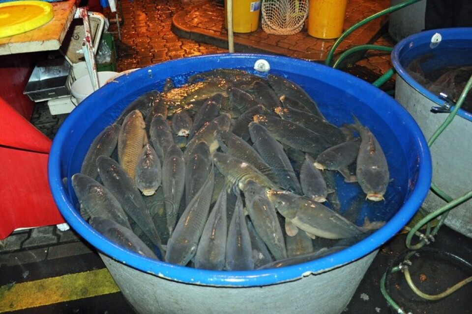 Plastkar med karpefisk