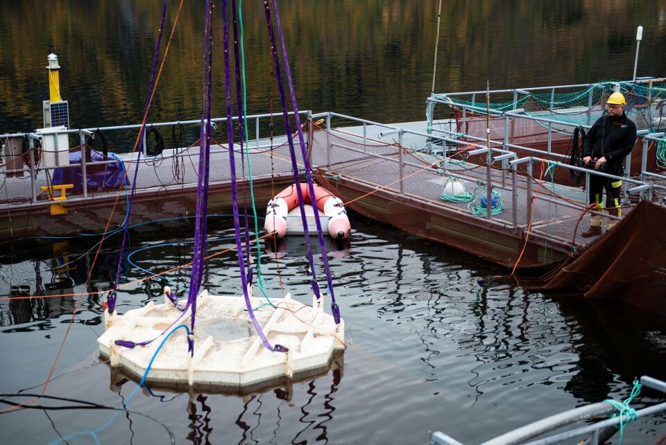 Her er kuppelmerden hevet opp til overflaten slik at forskerne kan telle lus på fisken. Luftkuppelen er midt i bildet. Foto: Christine Fagerbakke / Havforskningsinstituttet Her er kuppelmerden hevet opp til overflaten slik at forskerne kan telle lus på fisken. Luftkuppelen er midt i bildet. Foto: Christine Fagerbakke / Havforskningsinstituttet