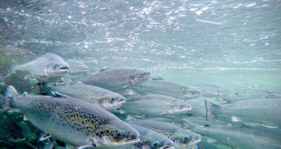 - Etter et stort lusepåslag hos laksen i overflatemerdene om vinteren, hadde de nedsenkede fiskene 93 % færre lakselus enn kontrollfisken, sier Frode Oppedal/Havforskningsinstituttet. Foto: Frode Oppedal - Etter et stort lusepåslag hos laksen i overflatemerdene om vinteren, hadde de nedsenkede fiskene 93 % færre lakselus enn kontrollfisken, sier Frode Oppedal/Havforskningsinstituttet. Foto: Frode Oppedal