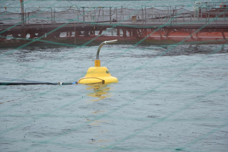 Fôring i laksemerd. Illustrasjosnfoto: Linn Therese S Hosteland