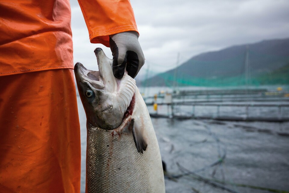 Norsk oppdrettslaks har lavare nivå av både miljøgifter og omega-3 enn villaksen. Foto: Eivind Senneset.