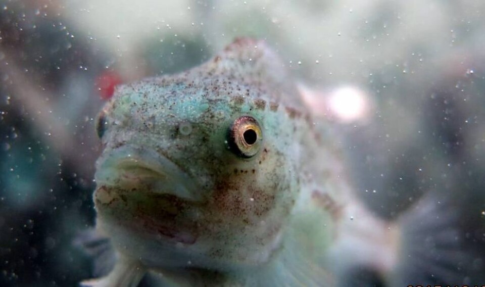 Akvaplan-niva i samarbeid med Universitetet i Bergen og Havforskningsinstituttet søker derfor industripartnere til et prosjekt for å teste om bakteriesamfunn etablert på tare kan overføres til rognkjeks slimlag. Foto: Foto: Bjarte Espevik/Kvitsøy Sjøtjenester