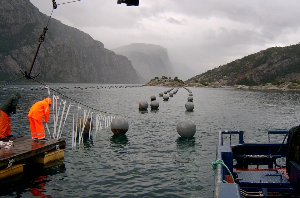 Illustrasjonsfoto av blåskjelldyrking. Bildet er imidlertid fra Lysefjorden i Rogaland.