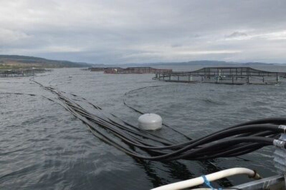 Foringsslangene kan lades opp med nok strøm til å gjøre seriøs skade på et menneske. Foto: Øyvind Sjøthun Røen