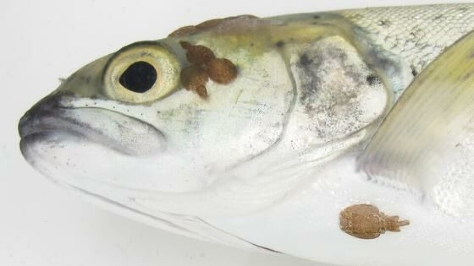 Voksne lus på ørret. Foto Rune Nilsen/Havforskningsinstituttet