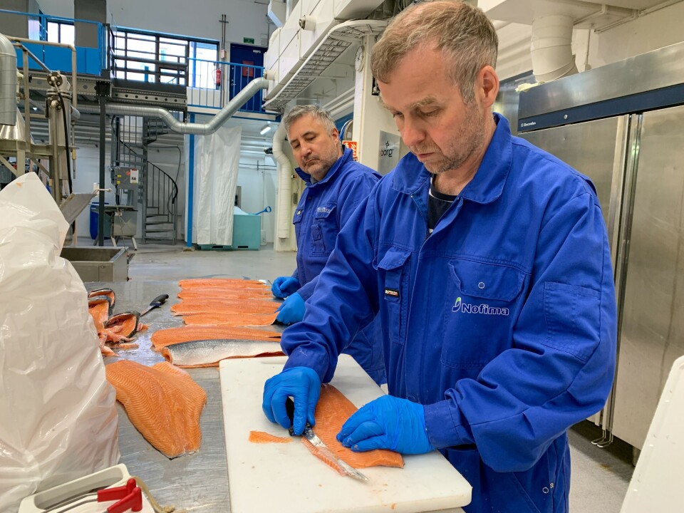 – Denne fisken ligner mer på vill laks, røye og ørret, enn oppdrettslaks, da den har mindre fett og rødere farge på muskelen. Den egner seg veldig godt til røyking, sier forsker Torbjørn Tobiassen i matforskningsinstituttet Nofima. I bakgrunnen forsker Stein Harris Olsen. Foto: Nofima