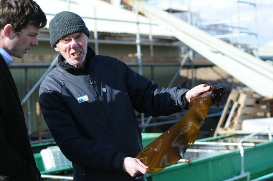 - Det er på høy tid det kommer sen slik bok om rensefisk, sier redaktør av boken, Jim Treasurer. Han er takknemlig over at så mange har villet bidra. Foto: Pål Mugaas Jensen.
