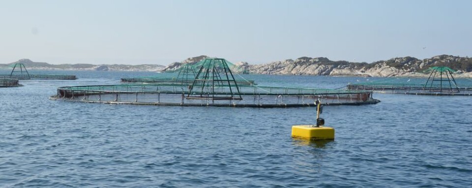 Illustrasjonsfoto merd. Foto: Norsk Fiskeoppdrett.