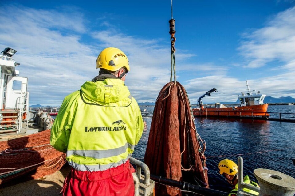 Fisken Lovundlaks produserte i 2019 hadde relativt lite lus, høy kvalitet, god helse og rask vekst. Foto: Lovundlaks
