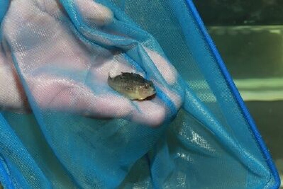 Skretting satser på eget rensefisk-team. Foto: Skretting.