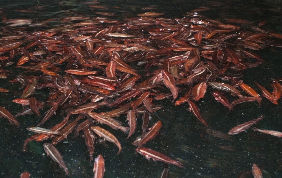Oppdrettsberggylte fra Marine Harvest i Øygarden. Foto: Pål Mugaas Jensen