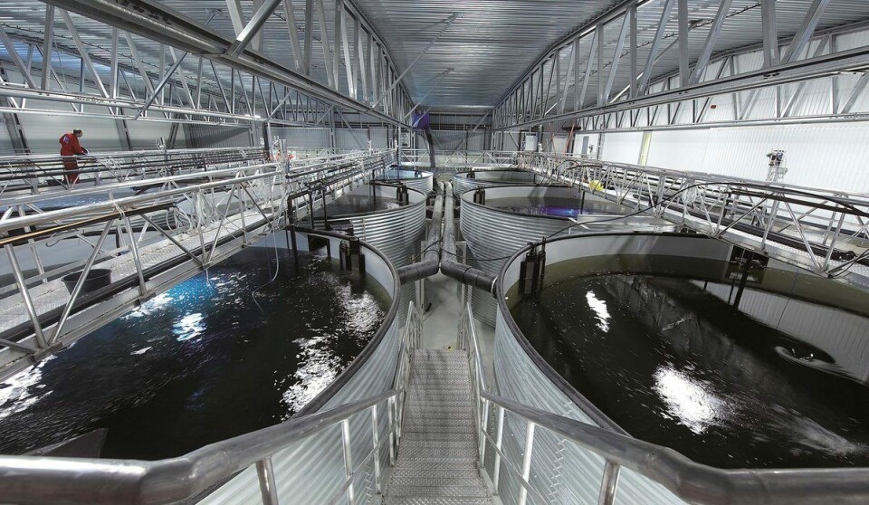 I landbaserte resirkuleringsanlegg er vannet varmere enn det er i tradisjonelt oppdrett, og det virker stimulerende på kjønnsmodningen hos laks. Foto: AKVA group