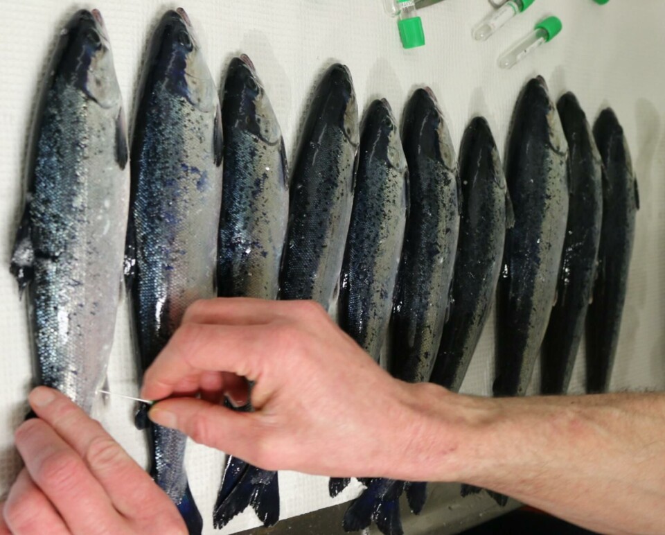 Undersøkelse av fisk etter utsett. Foto: Akvaplan-niva. Undersøkelse av fisk etter utsett. Foto: Akvaplan-niva.