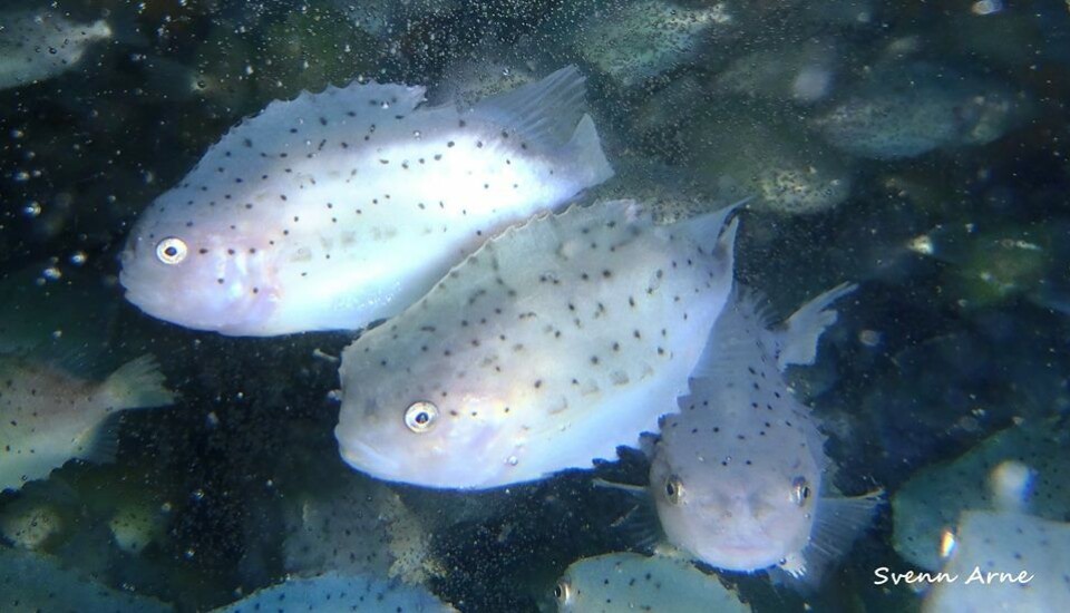Rognkjeksen trives godt i tankene hos Arctic Cleanerfish, men bedriften ser behovet for mer plass til rensefisken. Foto: Arctic Cleanerfish.