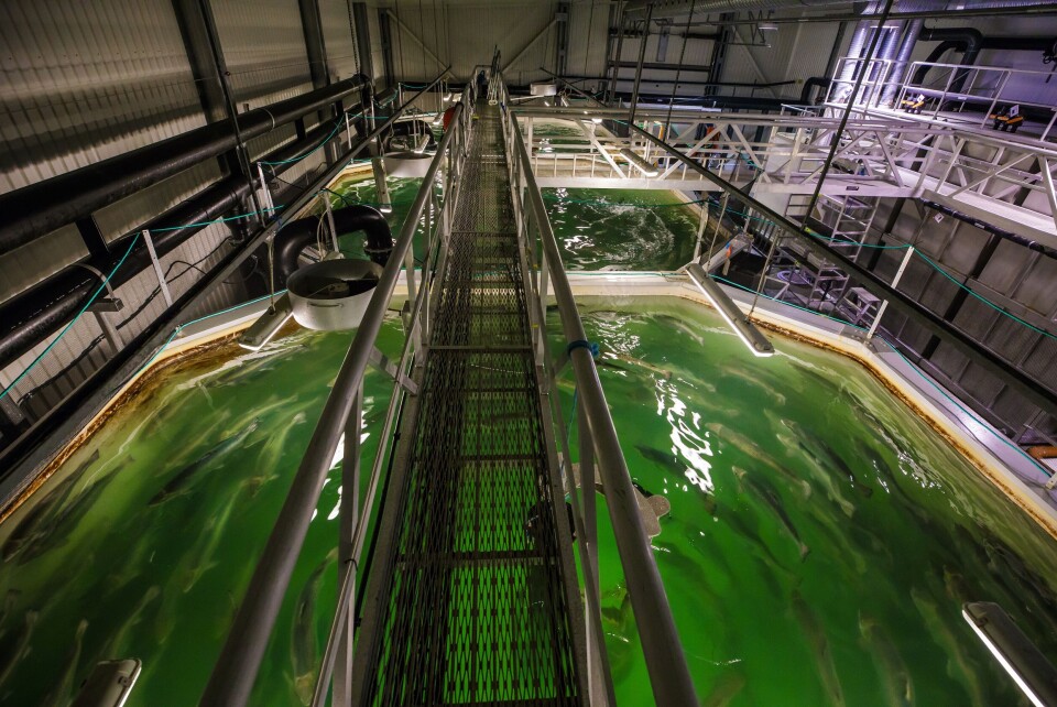 Nå pågår en kartlegging av hvordan stor laksesmolt produsert i anlegg med resirkulert vann (RAS), presterer etter at den har blitt satt ut i sjø. Foto: Terje Aamodt/Nofima.