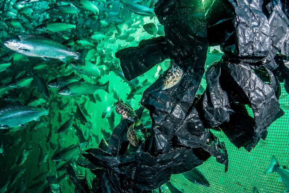 - Det kan stilles spørsmål ved om dagens bruk av rensefisk er forsvarlig bruk av dyr. Effektiviteten og funksjonen må i hvert fall være underbygget av robuste bevis, som så langt ikke finnes, sier leder for dyrevelferdsgruppen på HI, forskningssjef Tore S. Kristiansen. Foto: Erling Svendsen/Havforskningsinstituttet.