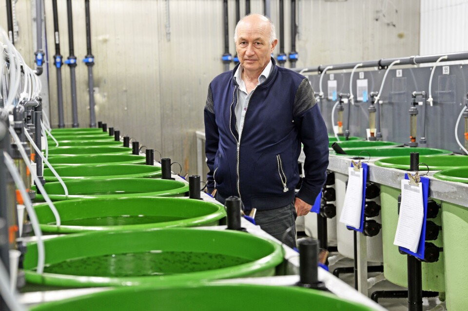 Seniorforsker Atle Mortensen leder det forskningsfaglige arbeidet med avlsstasjonen til Nofima. I over 15 år har Nofima forsket og avlet på stamfisk for torskeoppdrett. Foto: Rune Stoltz Bertinussen/Krysspress.