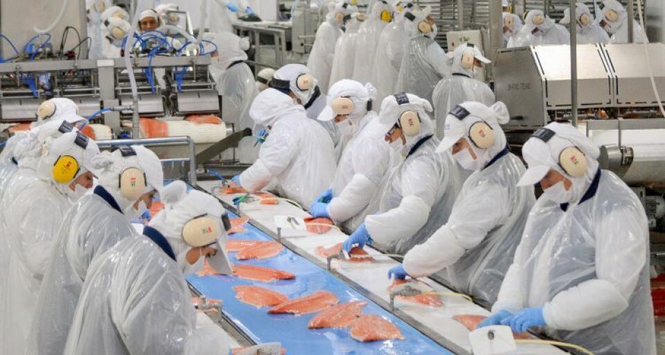 Produksjon av laksefilet i Chile. Foto: Arkivfoto