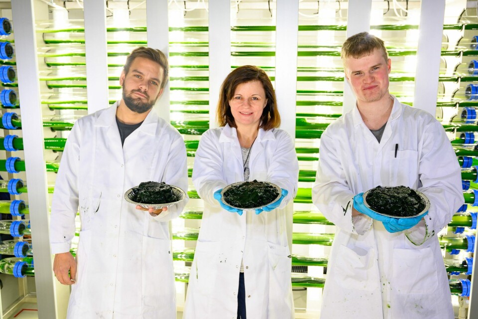 Fra venstre: Ruben Langlo i Vital Seafood, Kari Skjånes i NIBIO og Alf Erik Gjørven i Folvengaard AS (Foto: Erling Fløistad, NIBIO) Fra venstre: Ruben Langlo i Vital Seafood, Kari Skjånes i NIBIO og Alf Erik Gjørven i Folvengaard AS (Foto: Erling Fløistad, NIBIO)