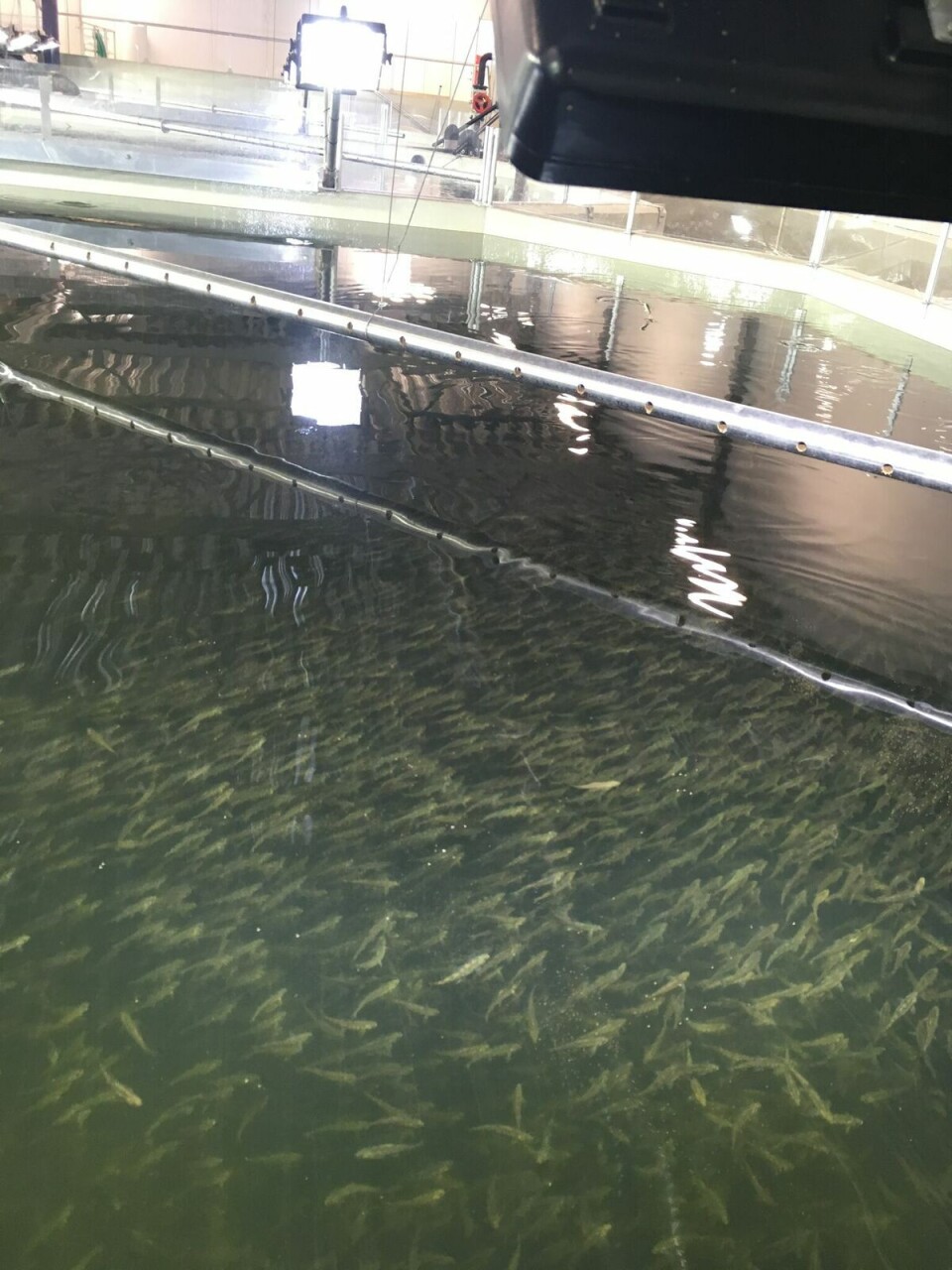 Det er også viktig å tenke nøye gjennom drift, valg av desinfeksjon i vannbehandlingssløyfa og oppholdstid i kar og system for å ha en god mikrobiell vannkvalitet der fisken oppholder seg. Det er også viktig å tenke nøye gjennom drift, valg av desinfeksjon i vannbehandlingssløyfa og oppholdstid i kar og system for å ha en god mikrobiell vannkvalitet der fisken oppholder seg.