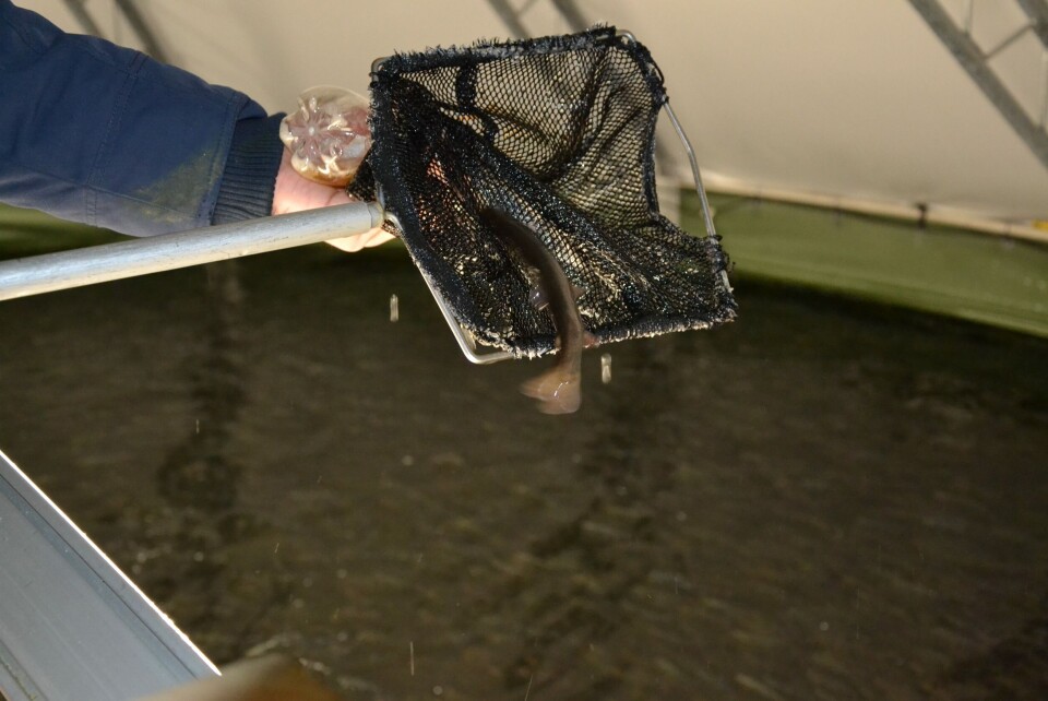 Illustrasjonsfoto settefisk: Linn Therese S Hosteland.