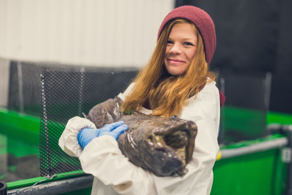 Stipendiat Helene Rønquist Knutsen, har studert bruk av mikroalger i for til flekksteinbit. Foto: Frida Bringslimark. Stipendiat Helene Rønquist Knutsen, har studert bruk av mikroalger i for til flekksteinbit. Foto: Frida Bringslimark.