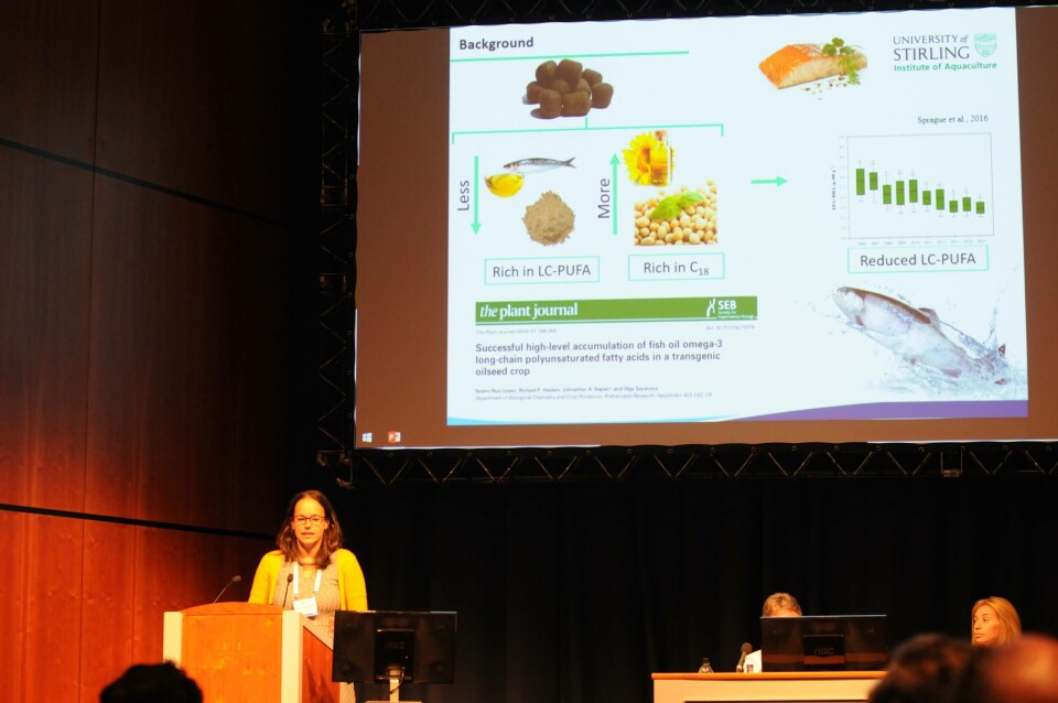 Mónica Betancor mener genmodifisert camelinaolje kan bli en god og trygg erstatter for fiskeolje i fôret.