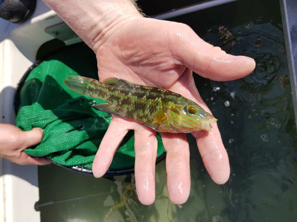 Arild Staurset sier de har fokus på at det skal være høy kvalitet på fisken han transporterer. Her viser han frem en berggylte som er klar for å gå løs på intetanende lus. Foto: Privat.