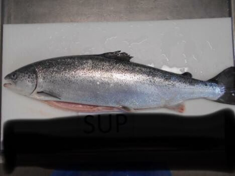 Feit og fin: Laksen som ble slaktet ut fra lokaliteten Grunnsøya hadde en snittvekt på 5,2 kg. Foto: E. Karstensen Fiskeoppdrett