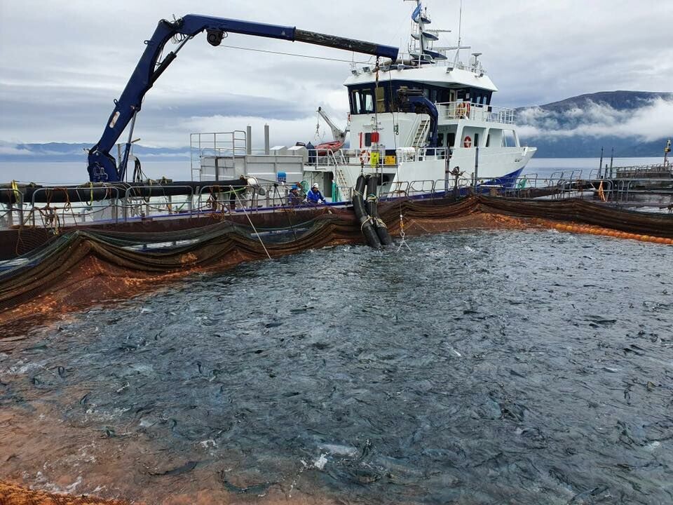 Brønnbåten «Rohav» laster resten av laksen fra lokalitet Grunnsøya. Foto: E. Karstensen Fiskeoppdrett