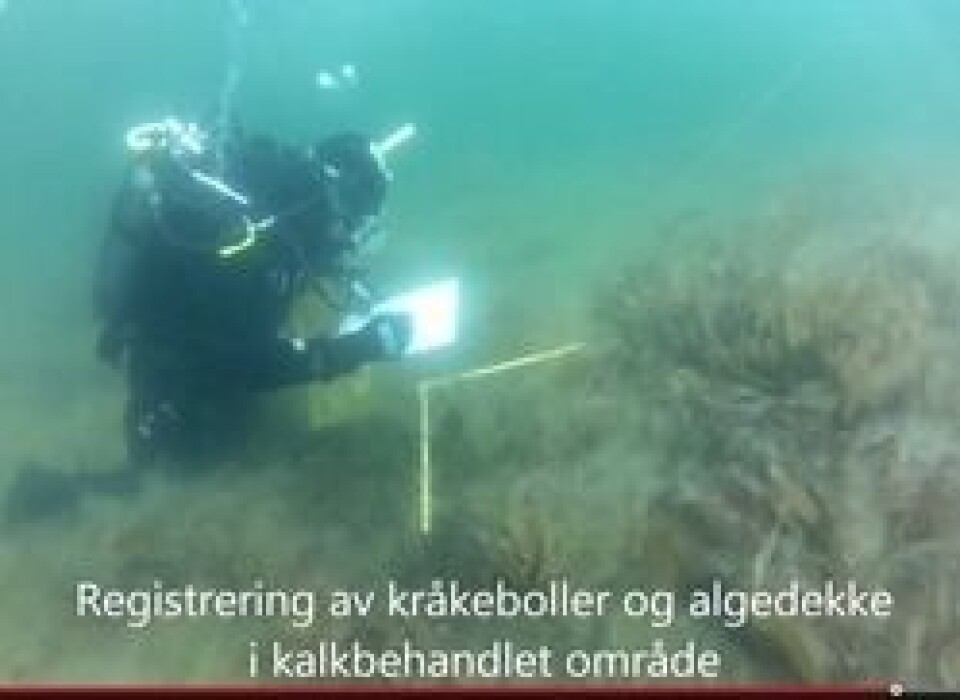 http://www.imr.no/nyhetsarkiv/2013/september/kalk_skal_redde_porsangerfjorden/nb-no