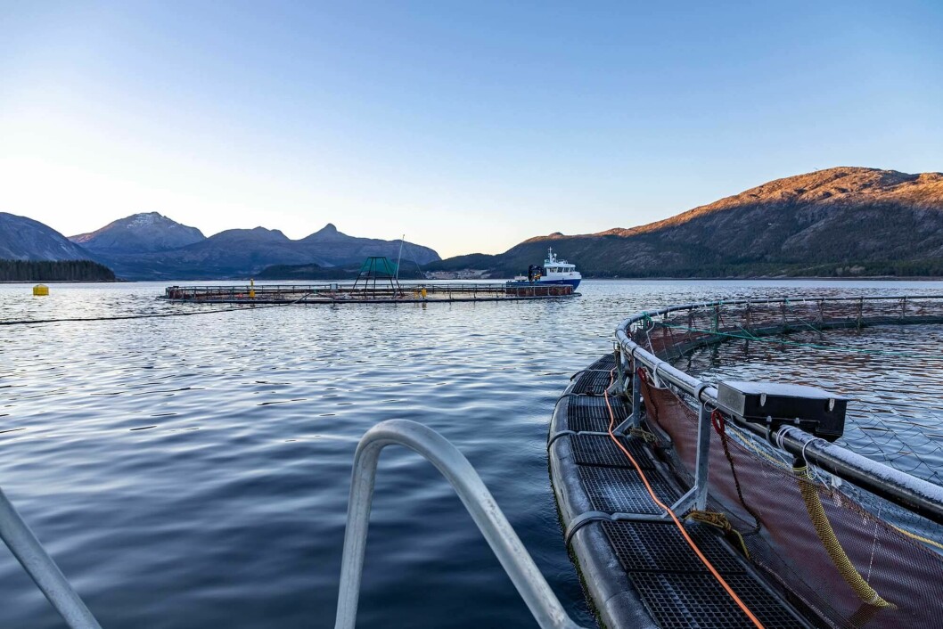 Emilsen Fisk har hatt god produksjon i 2021, og selskapet sier de har hatt kontroll på lusemengdene. Foto: Petter Bueng