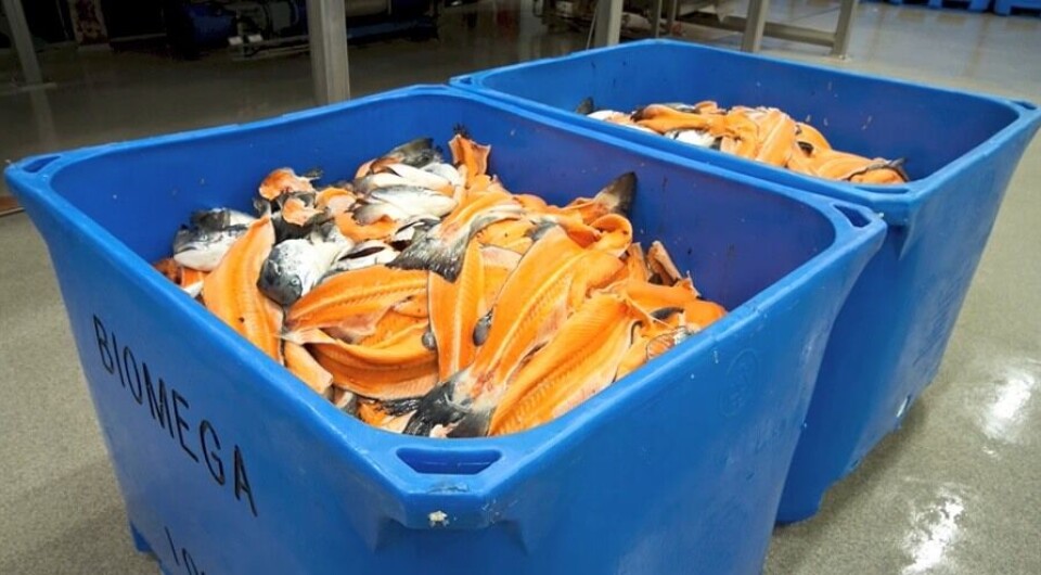 Biomega har en teknologi som gjør om ikke-konvensjonelle lakseprodukter som for eksempel hode, rygg og innmat og bioraffinerer dem til peptider,  olje og mel som brukes i blant annet akvakulturnæringen. Foto: Biomega Group.