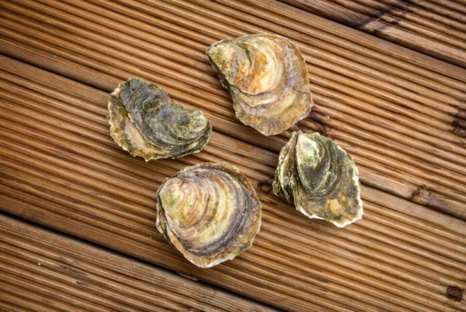 Flatøsters. Foto: Eivind Senneset.