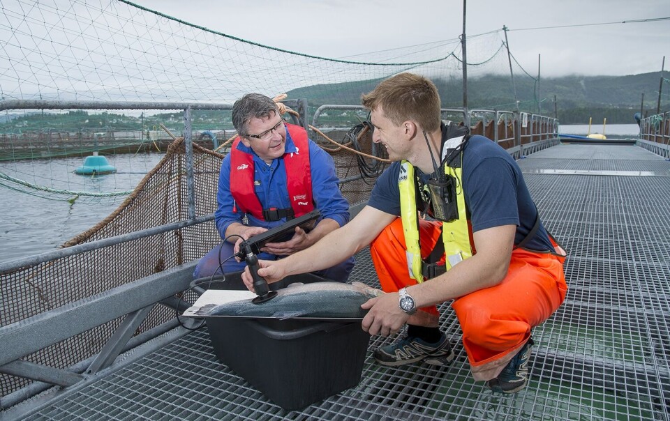 SalmoNIR er en ny teknologi utviklet for prøvetaking og analyse av fett og farge på levende laks. Foto: Cargill. SalmoNIR er en ny teknologi utviklet for prøvetaking og analyse av fett og farge på levende laks. Foto: Cargill.