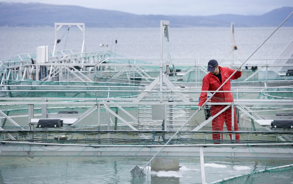 Cermaq forteller om lusesituasjonen i andrekvartal