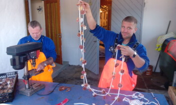 Johnny Rong og Knut Magnus Persson gjøre klar ørehenging av kamskjell. Foto: Thorolf Magnesen