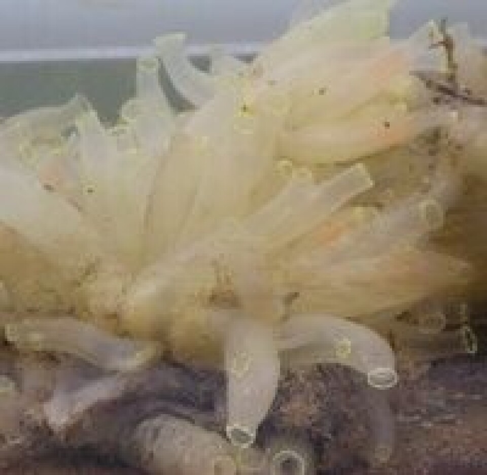 Sekkedyret gul sjøpung - Ciona intestinalis. Foto: Wikipedia.