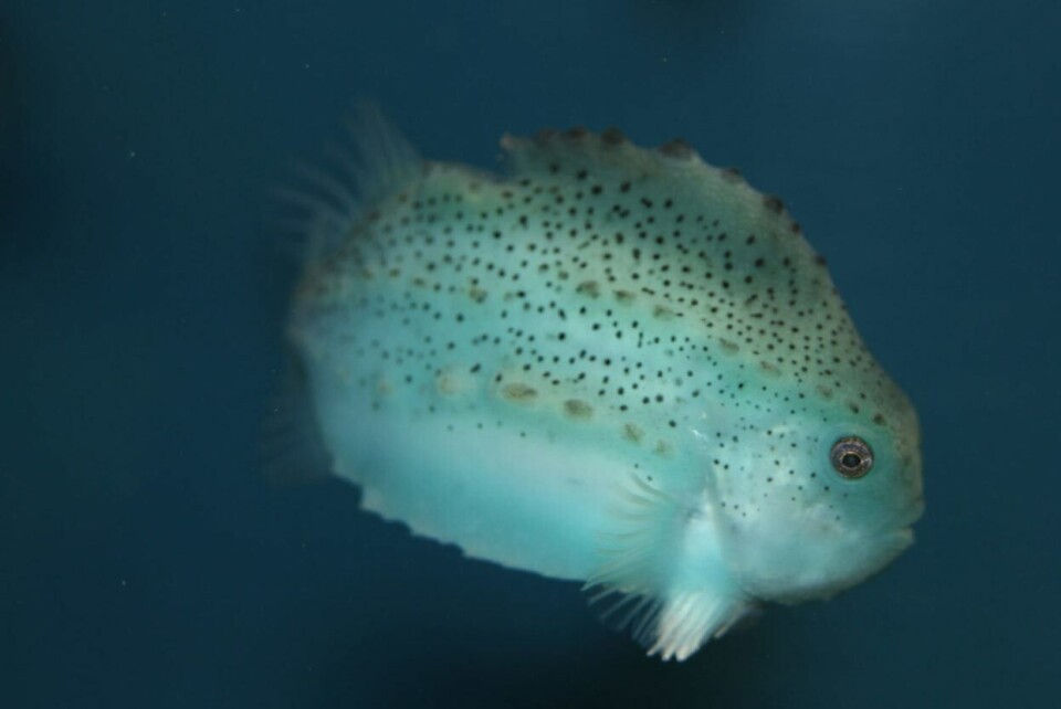 Lusespisende rognkjeks fra Namdal Rensefisk blir satt ut sammen med laksen. Foto: AquaGen.
