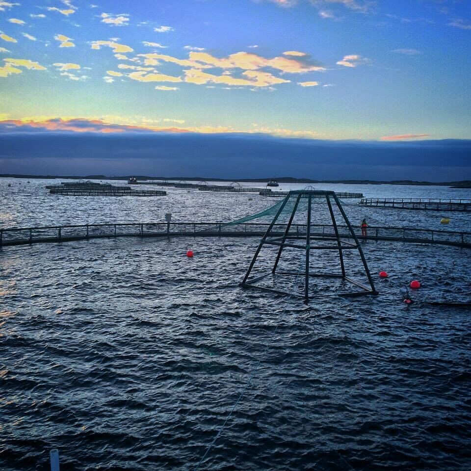 Lokaliteten 'Nord-Gåsvær'. Foto: Seløy Sjøfarm.