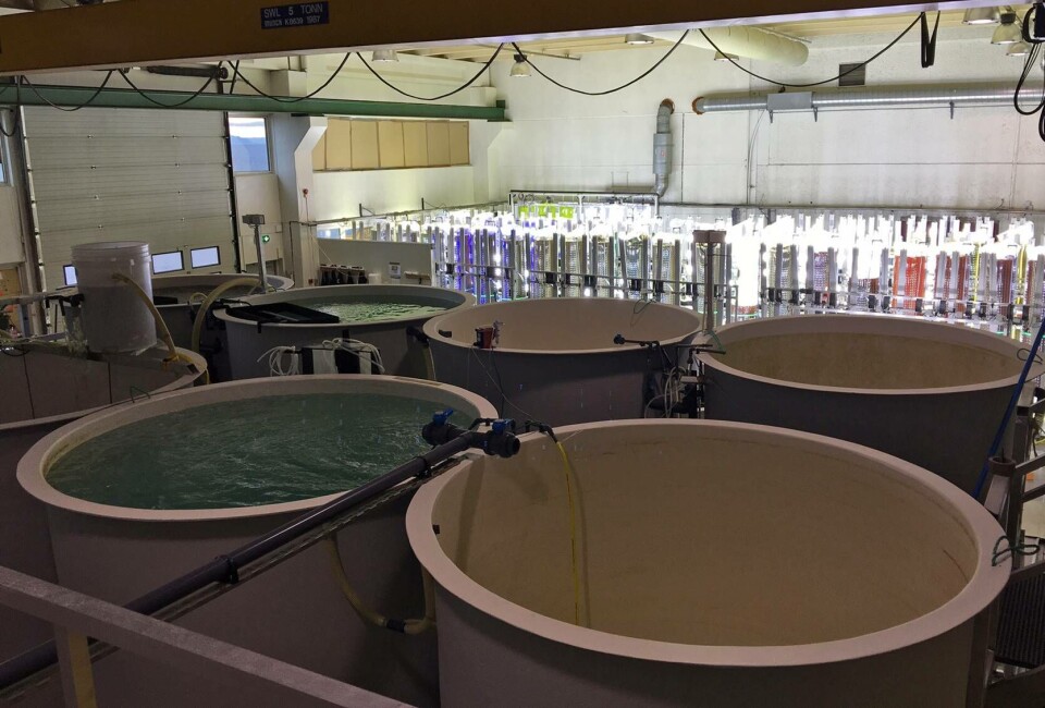 Kyst.no får bare innsikt i deler av produksjonen da teknologien er hemmelig. Foto: C-Feed.